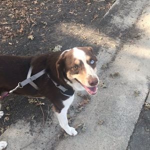 Meet your Posher, Daisy